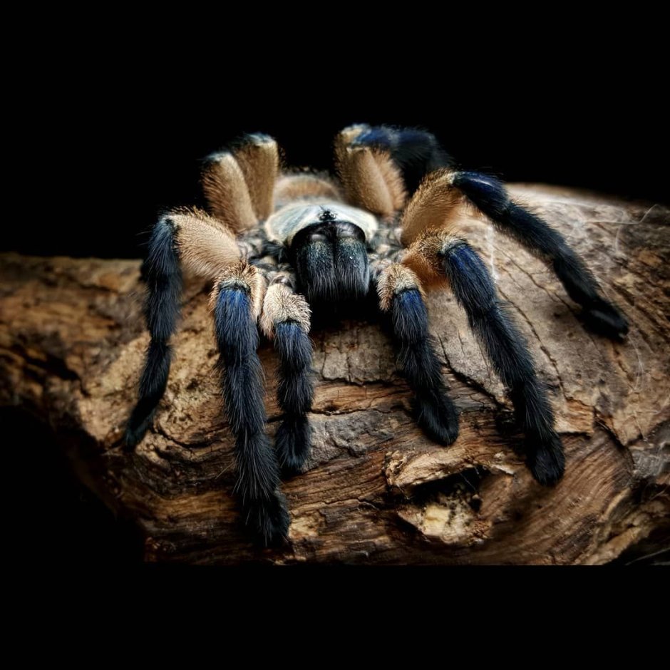 Monocentropus balfouri сперматека