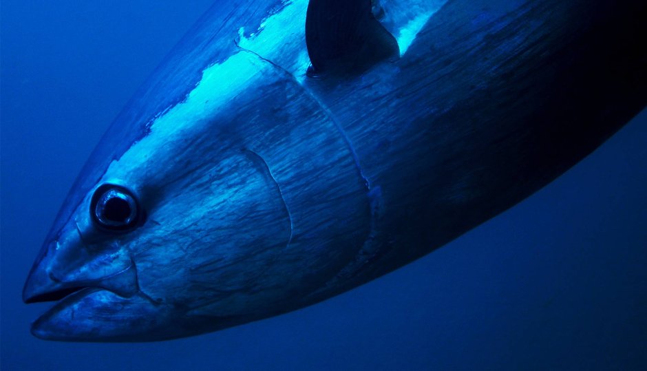 Southern Bluefin Tuna