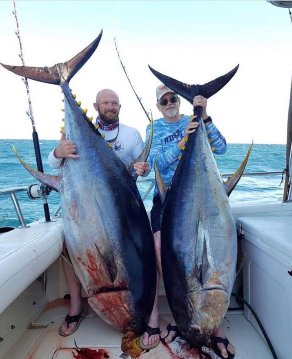 Atlantic Bluefin Tuna