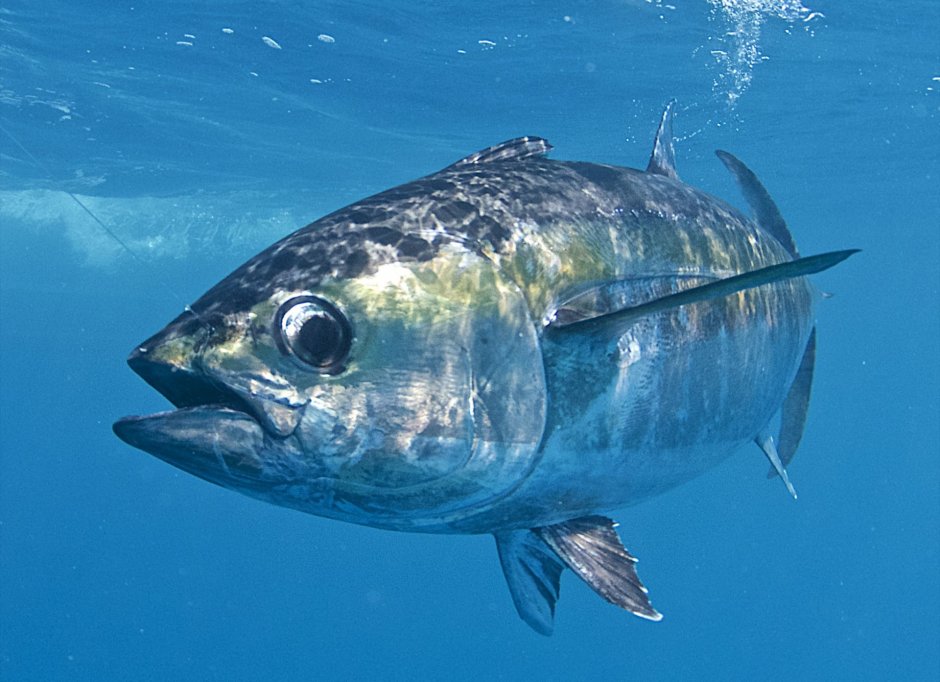 Thunnus Alalunga