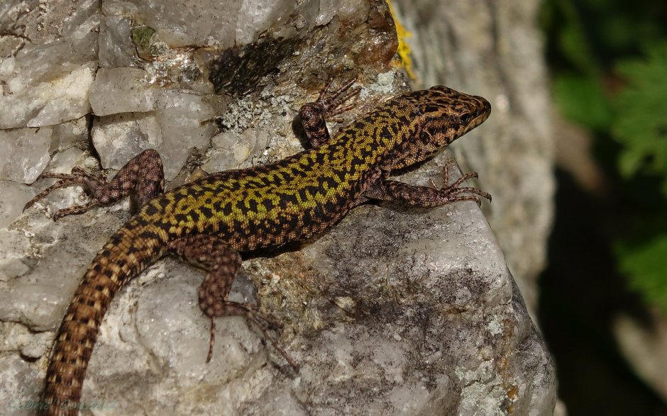 Varanus macraei