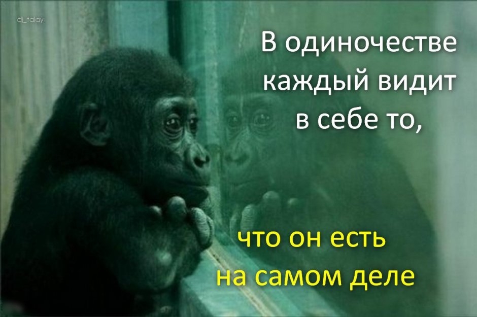 Скучающая обезьянка