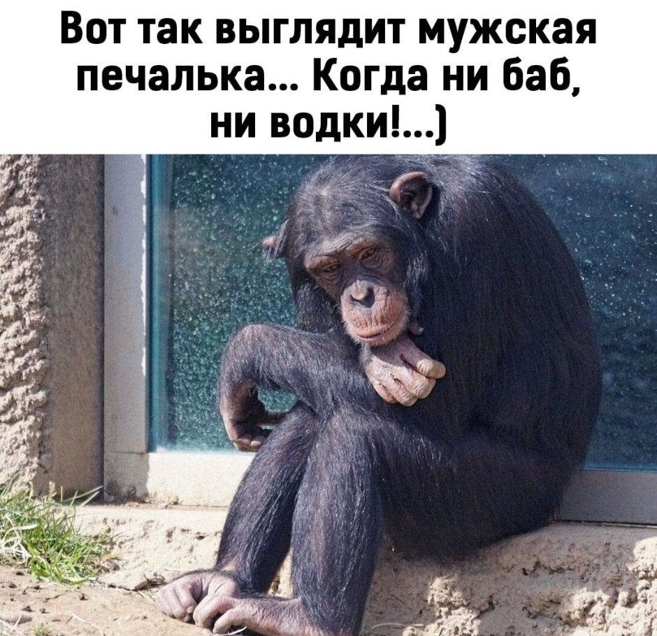 Грустная обезьянка