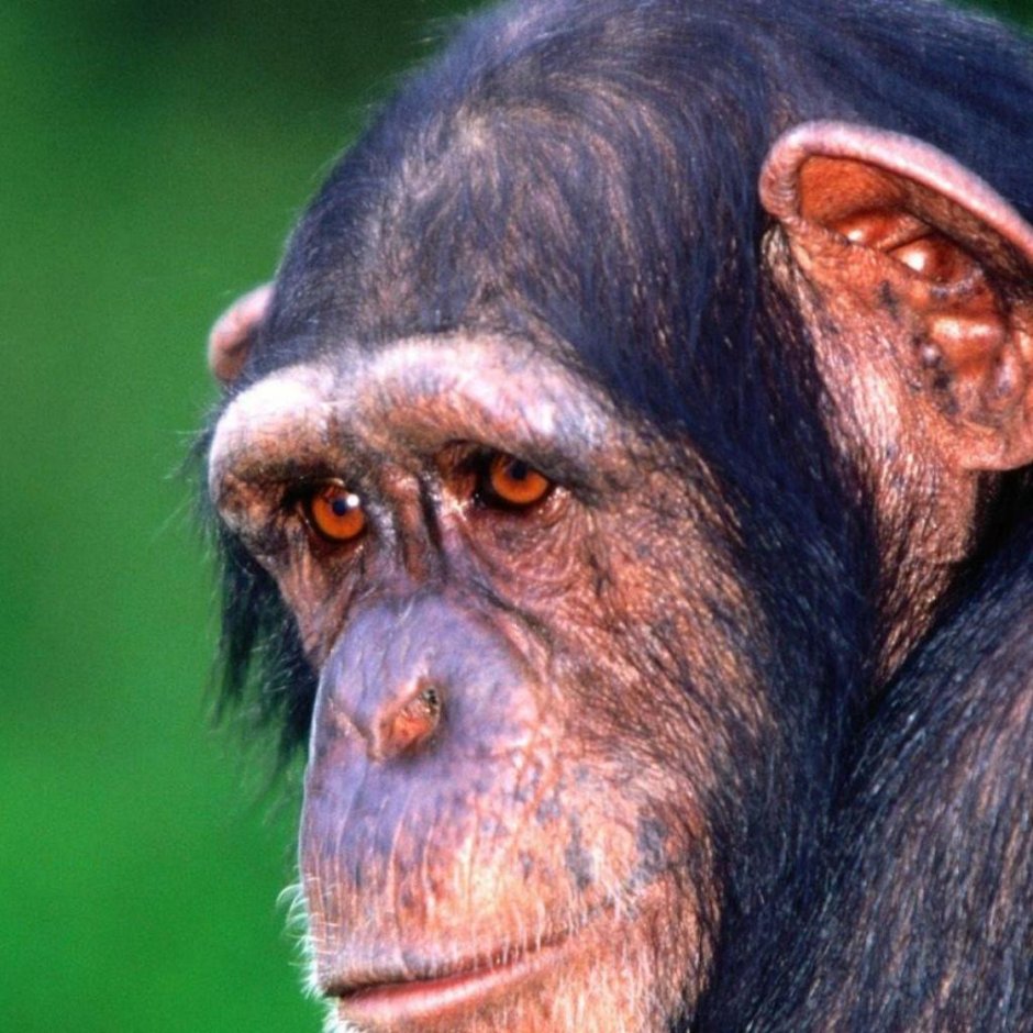 I want Red bottoms of Monkeys