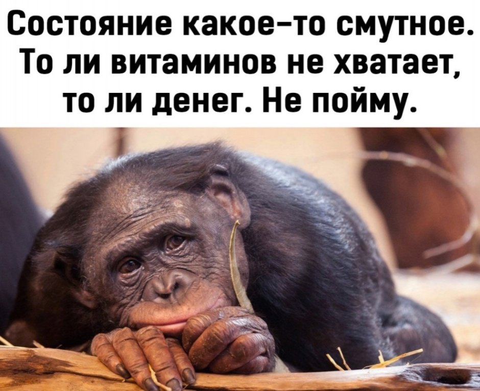 Обезьяна с сигаретой