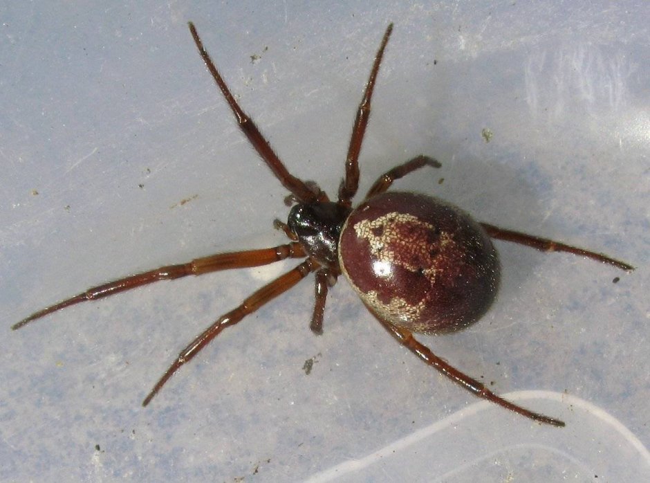 Паук Steatoda Castanea