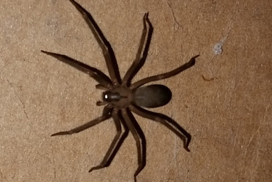 Паук коричневого цвета