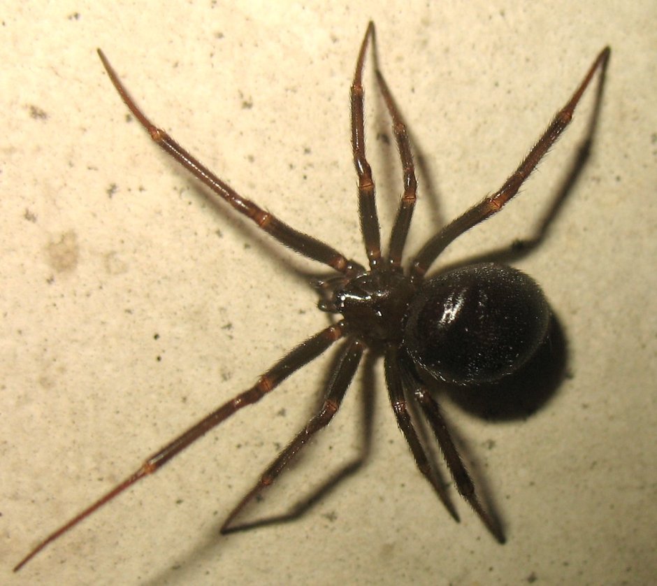 Steatoda Nobilis паук чёрный