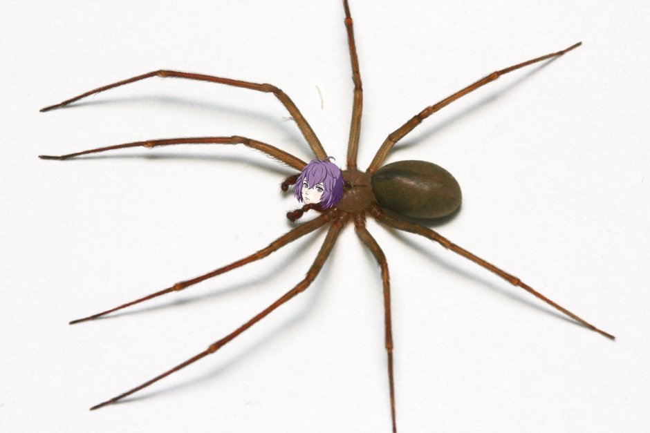 Brown Recluse паук
