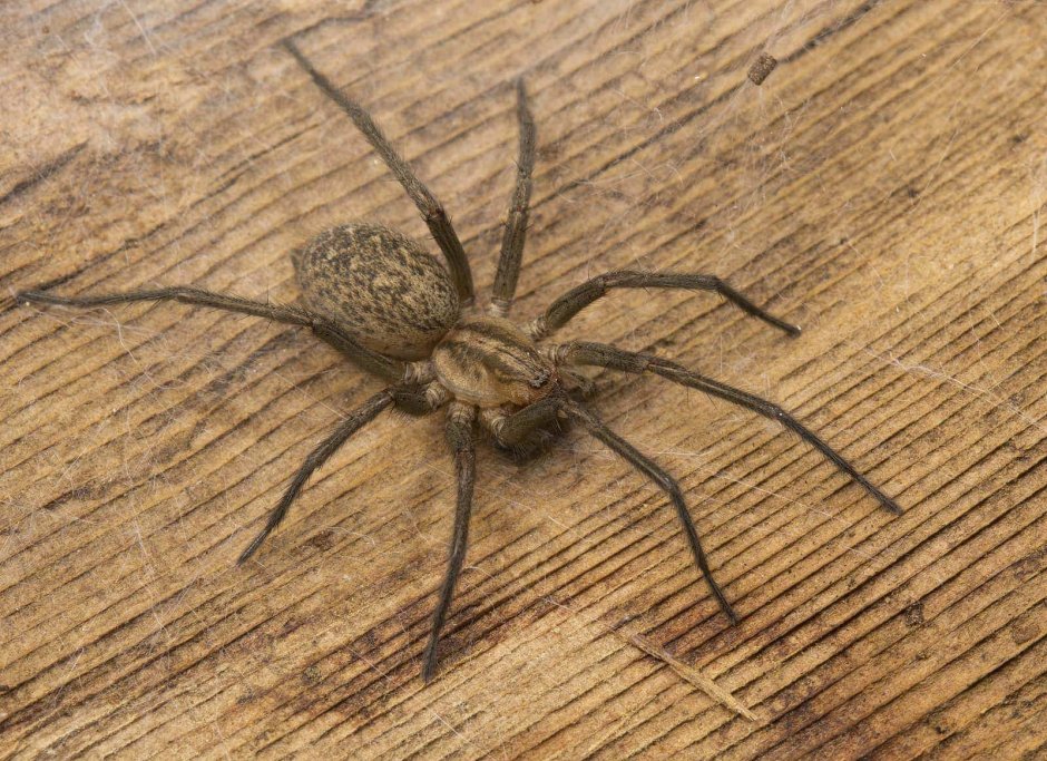 Tegenaria Agrestis паук