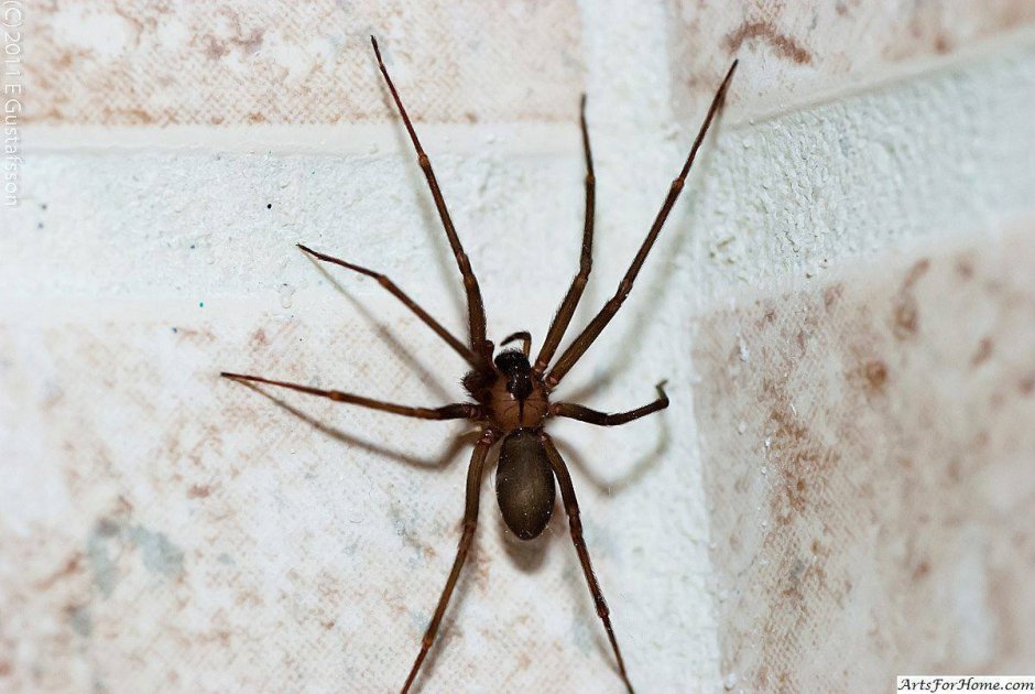 Brown Recluse Spider паук