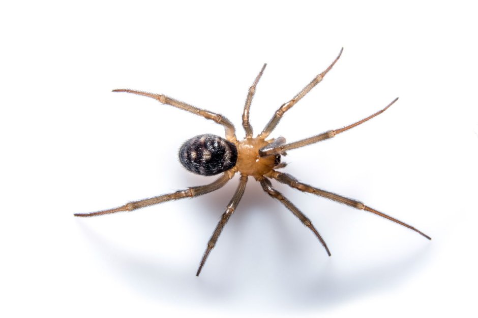 Коричневый паук с белыми полосками на боку