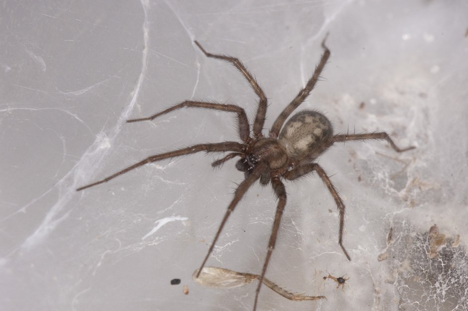 Домовой паук Tegenaria Agrestis