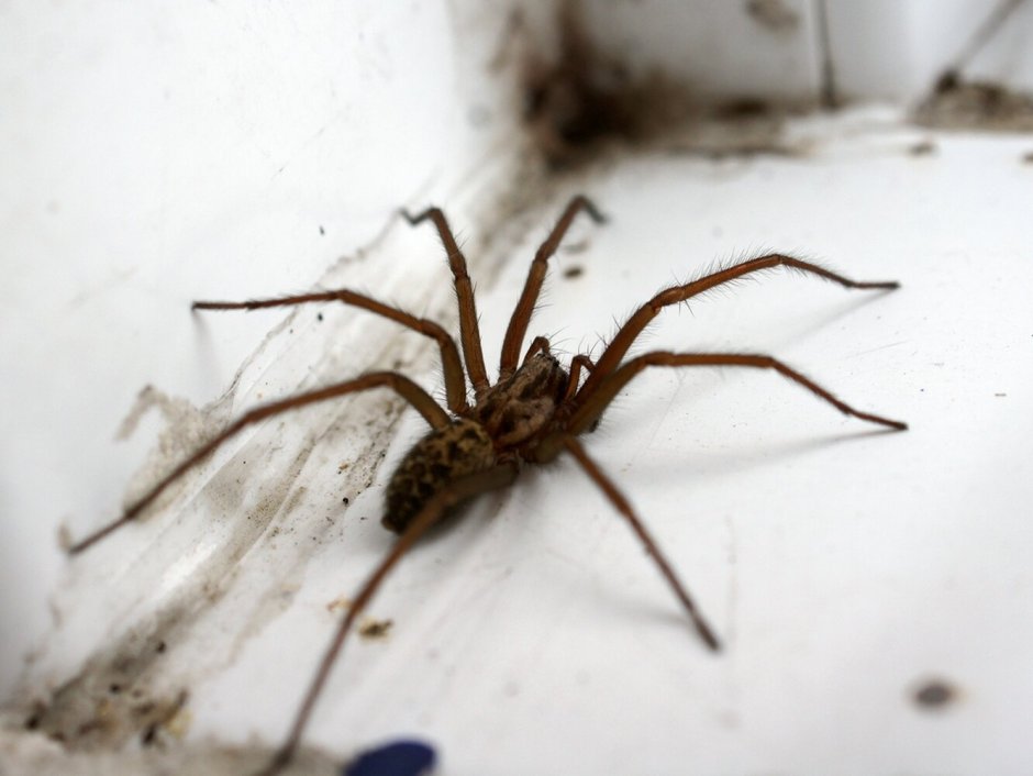 Мизгирь паук домашний