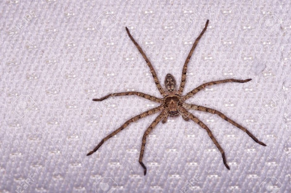 Коричневый паук примета