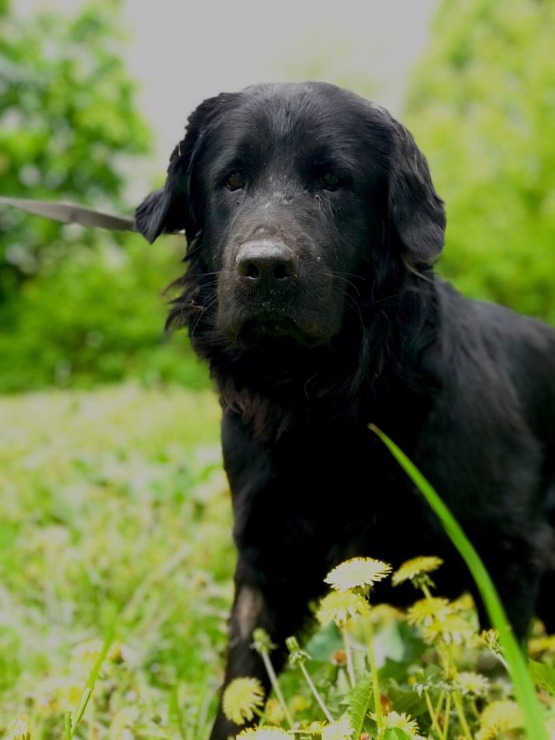 Собака Метиз черного цвета Сергиев Посад-14