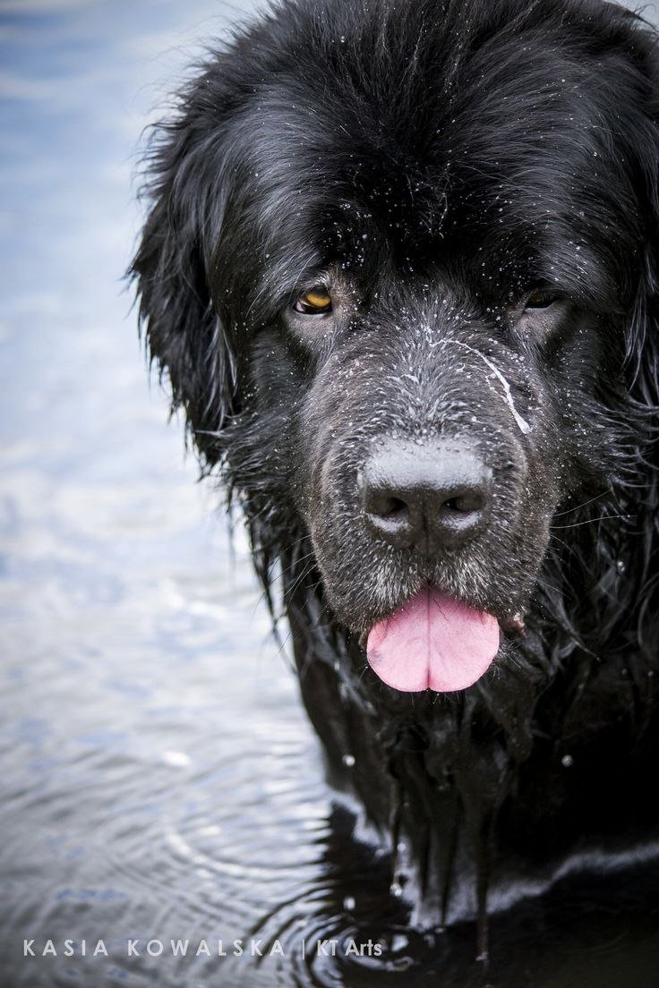Ньюфаундленд (порода собак)
