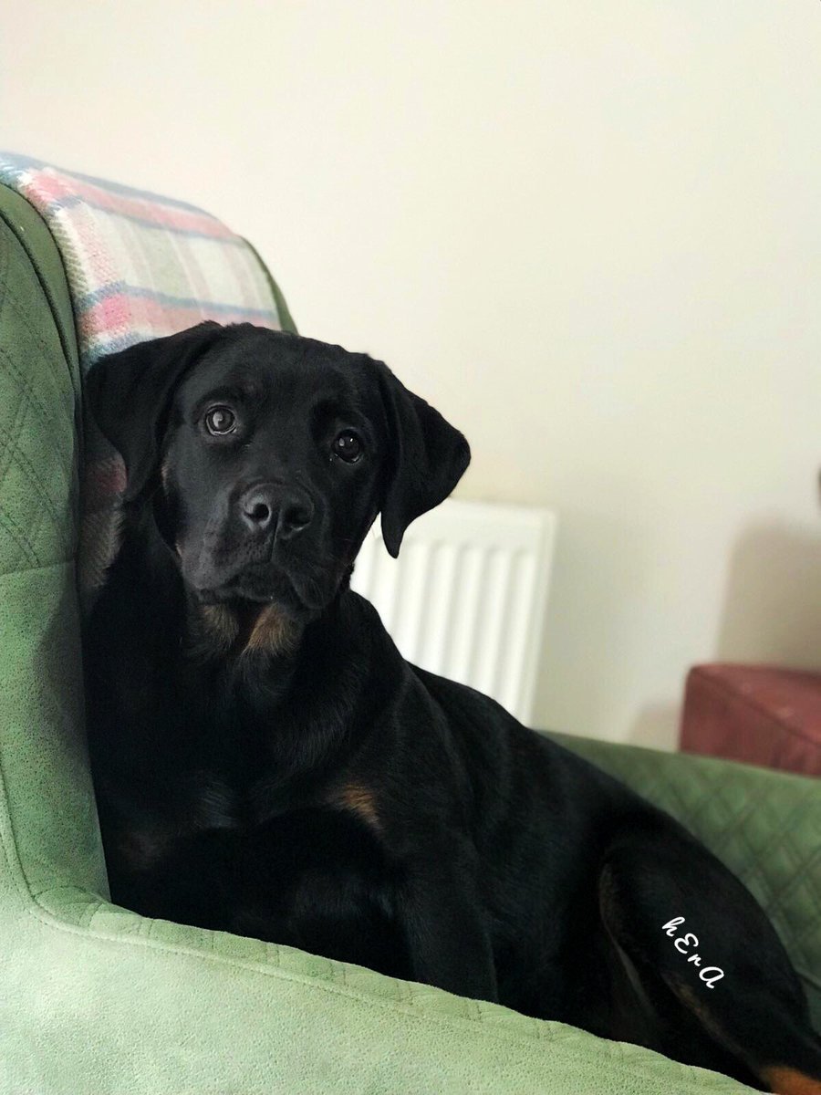 Ньюфаундленд собака черный