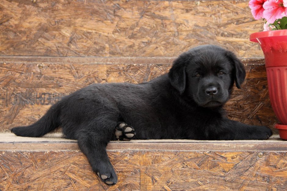 Ньюфаундленд и лабрадор