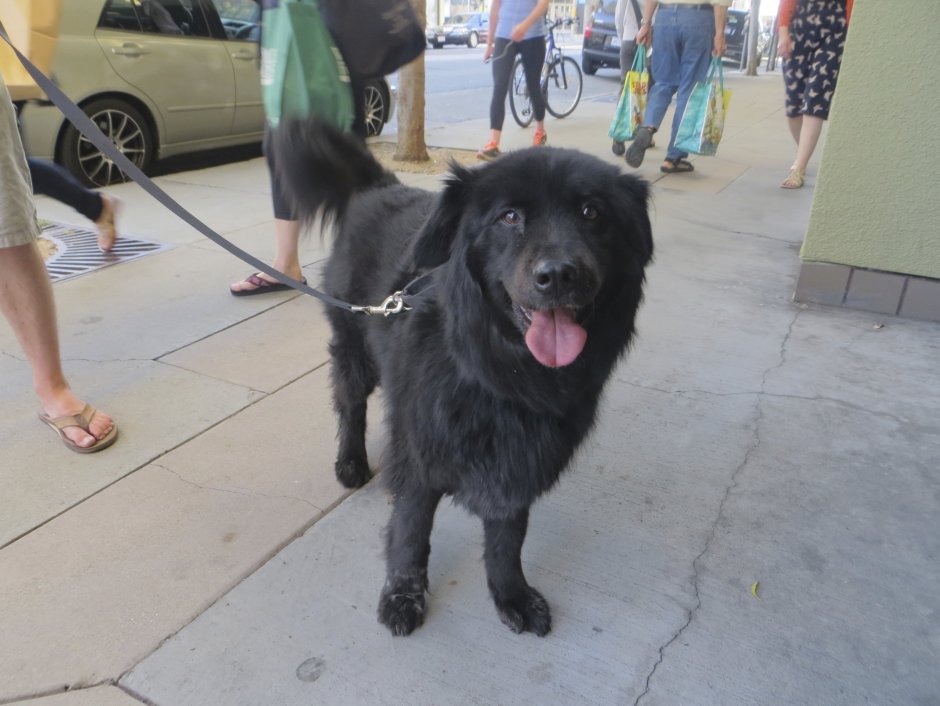 Метис ньюфаундленда