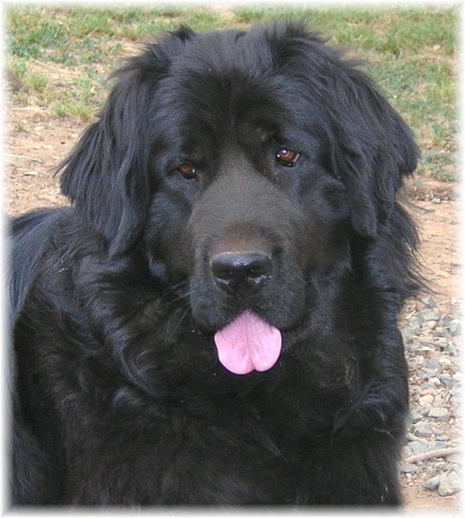 Помесь ньюфаундленда и лабрадора