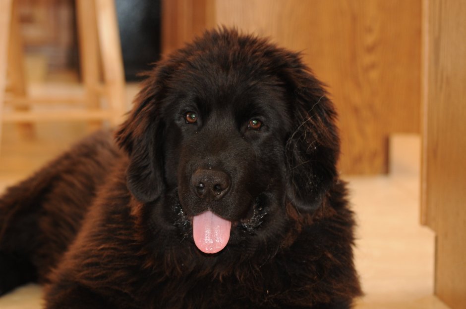 Смесь лабрадора и ньюфаундленда
