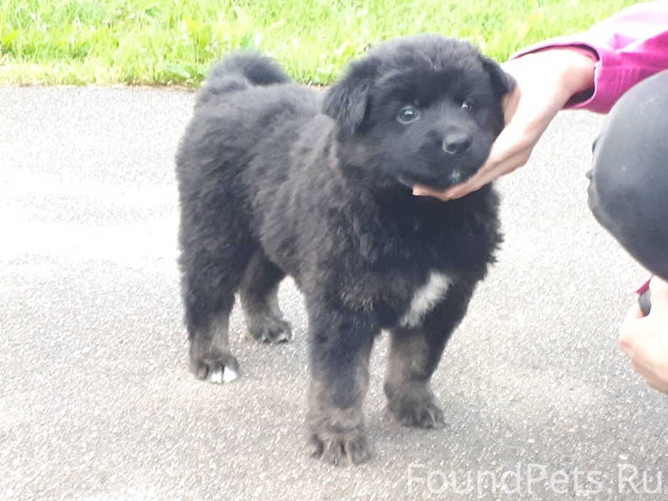 Метис ньюфаундленда