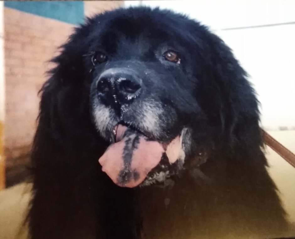 Ньюфаундленд (порода собак)