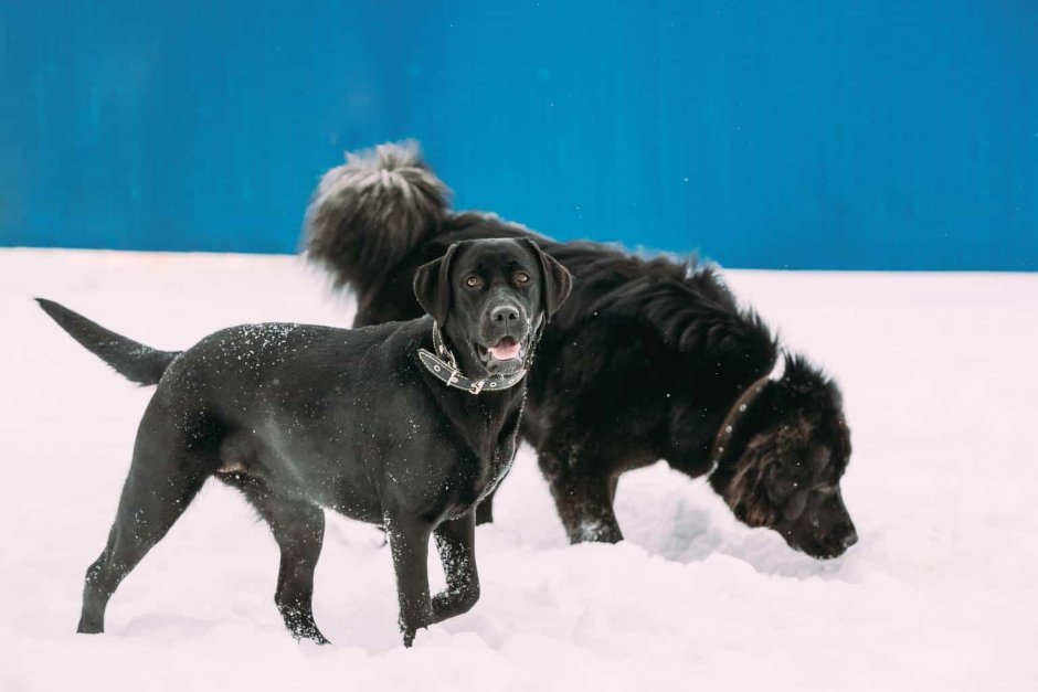 Собака лабрадор вид сзади