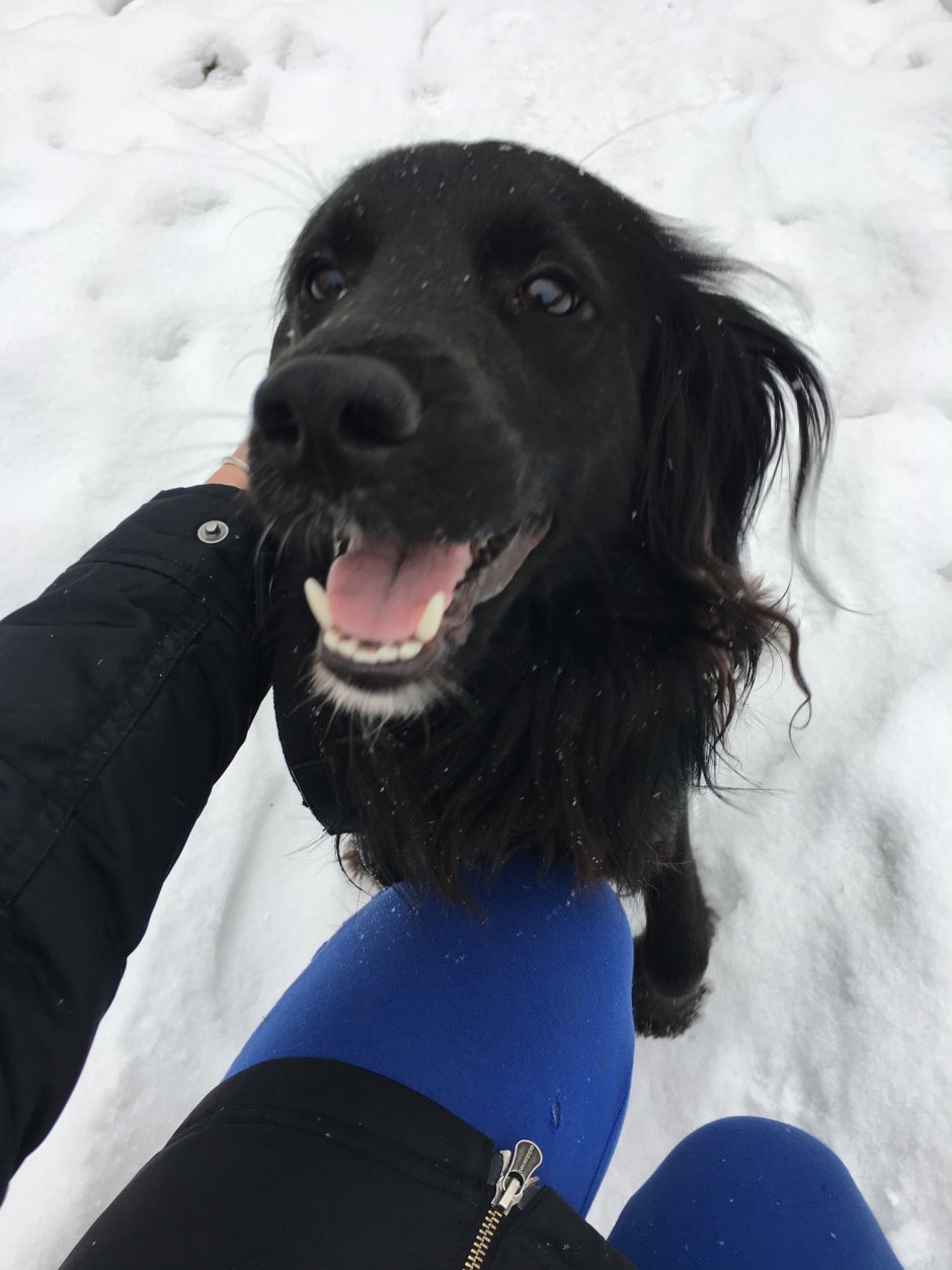 Помесь лабрадора и бордер колли