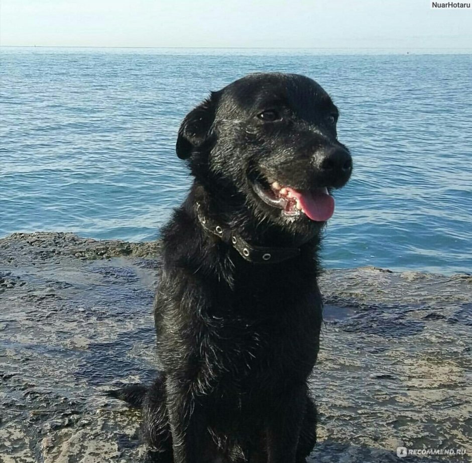 Метис лабрадора и ньюфаундленда