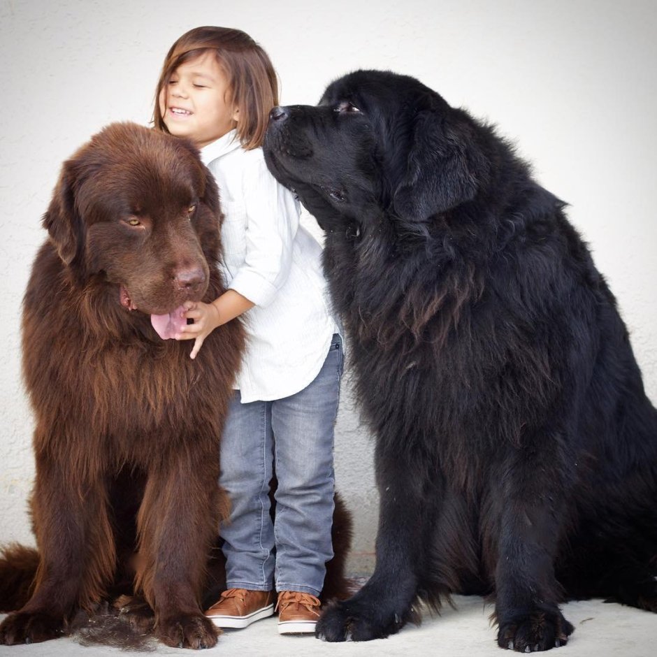 Метис добермана и лабрадора