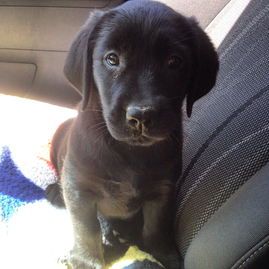 Ньюфаундленд и дворняга