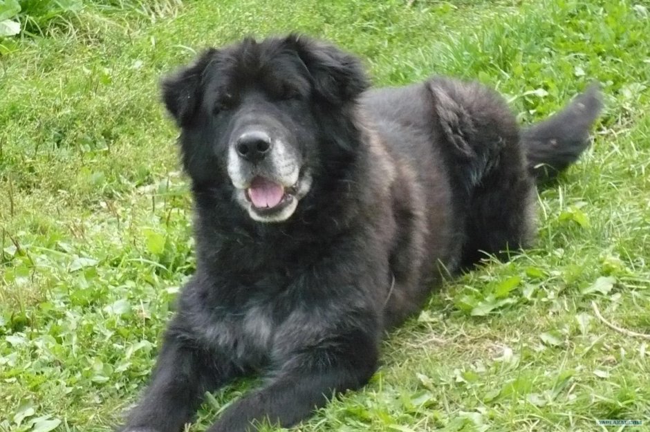 Помесь ньюфаундленда и лабрадора
