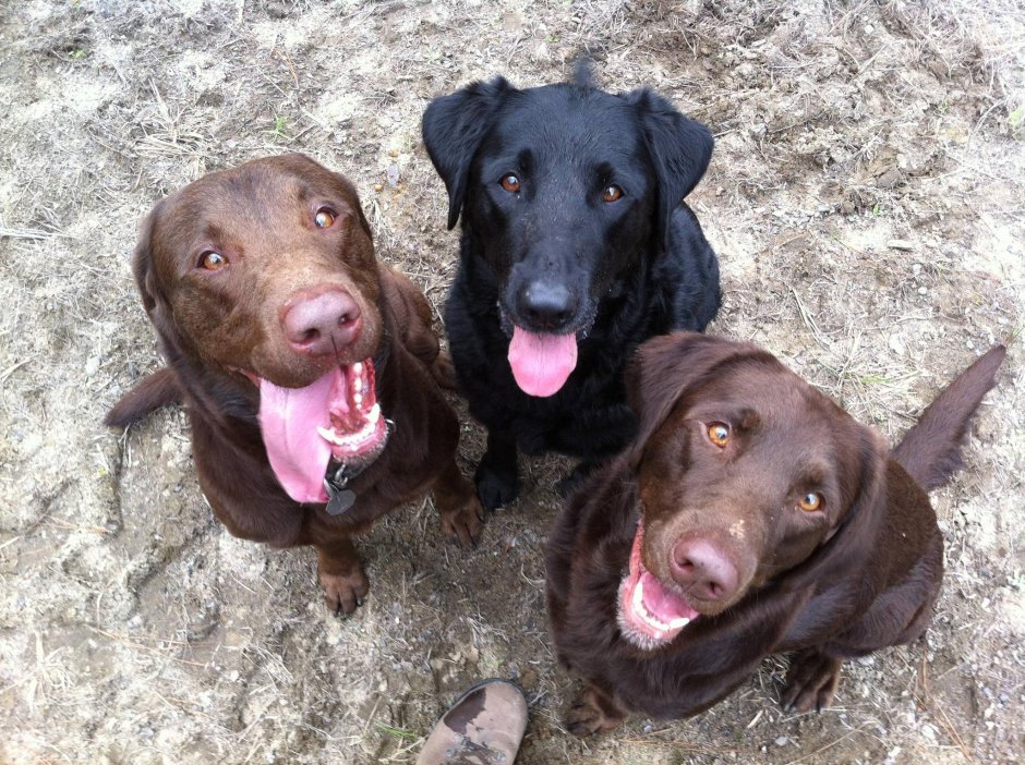 Помесь таксы и лабрадора