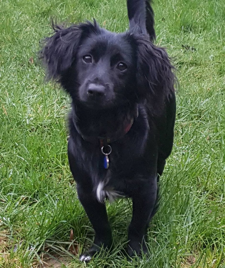 Метис бордер колли и лабрадора