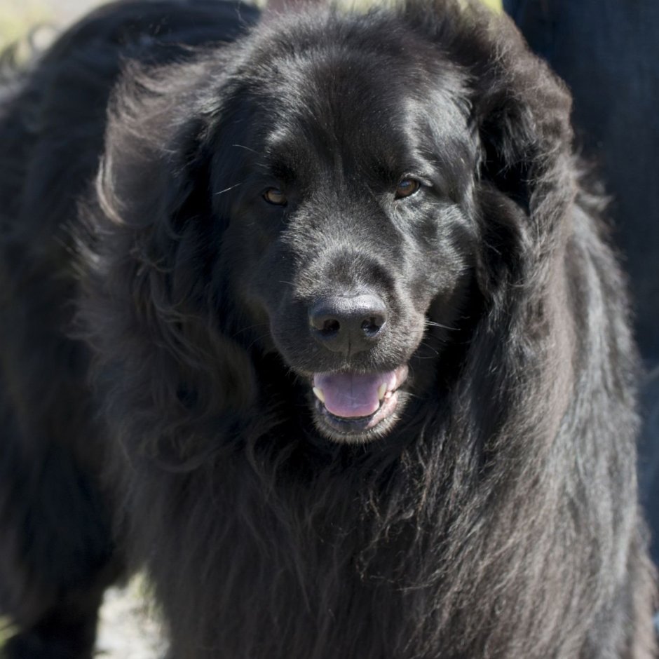 Метис лабрадора и ньюфаундленда