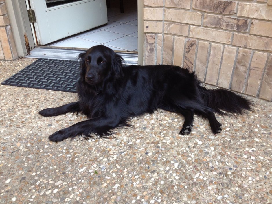 Бельгийская овчарка малинуа черная