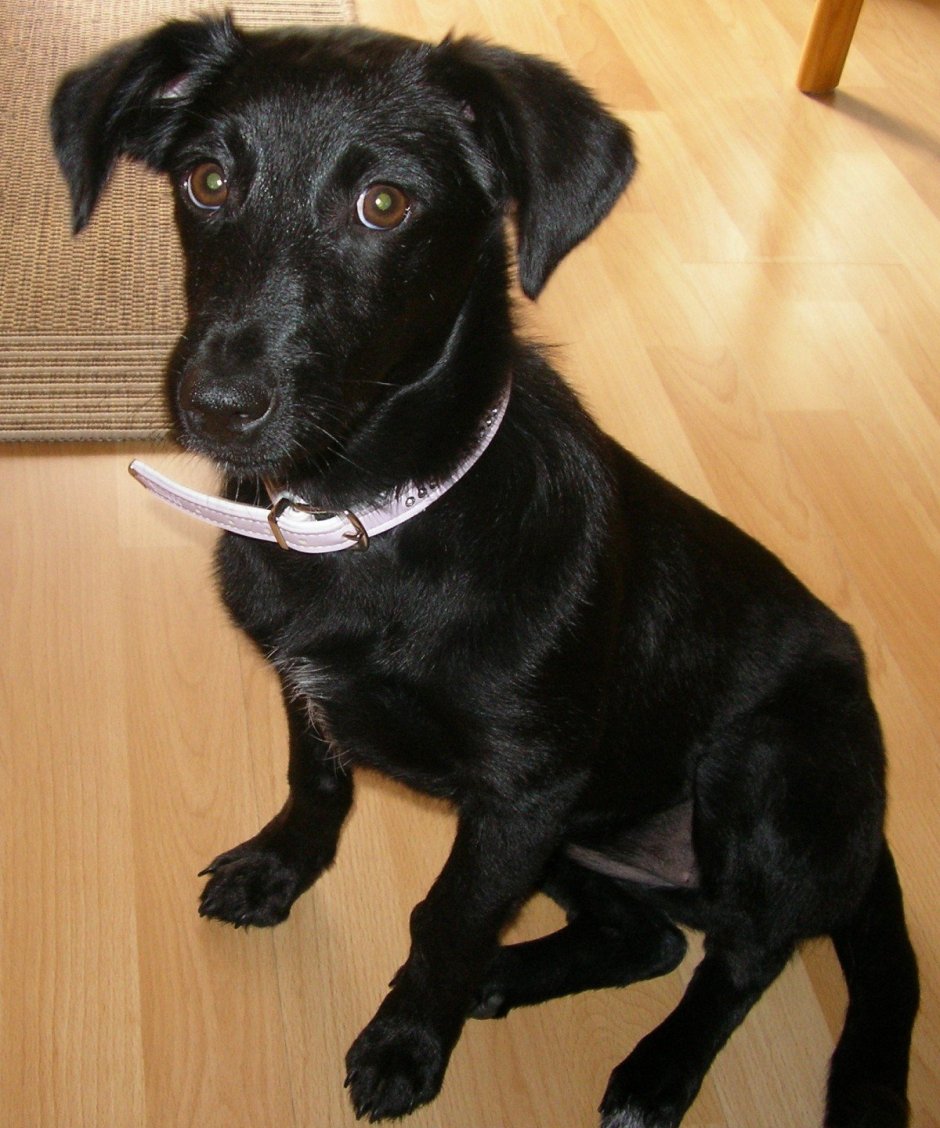 Королевский лабрадор