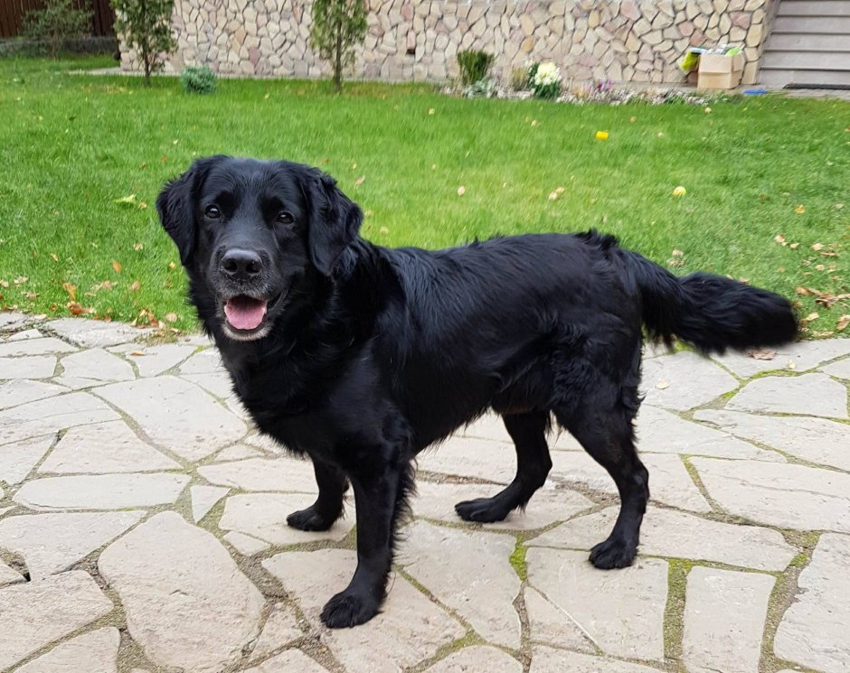 Лабрадор мастиф черный