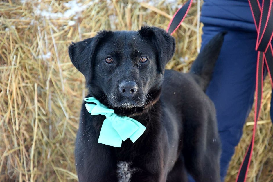 Метис Бигль и лабрадор