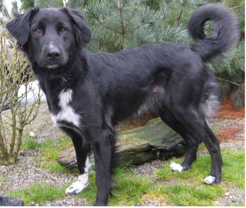 Лабрадор ретривер длинношерстный