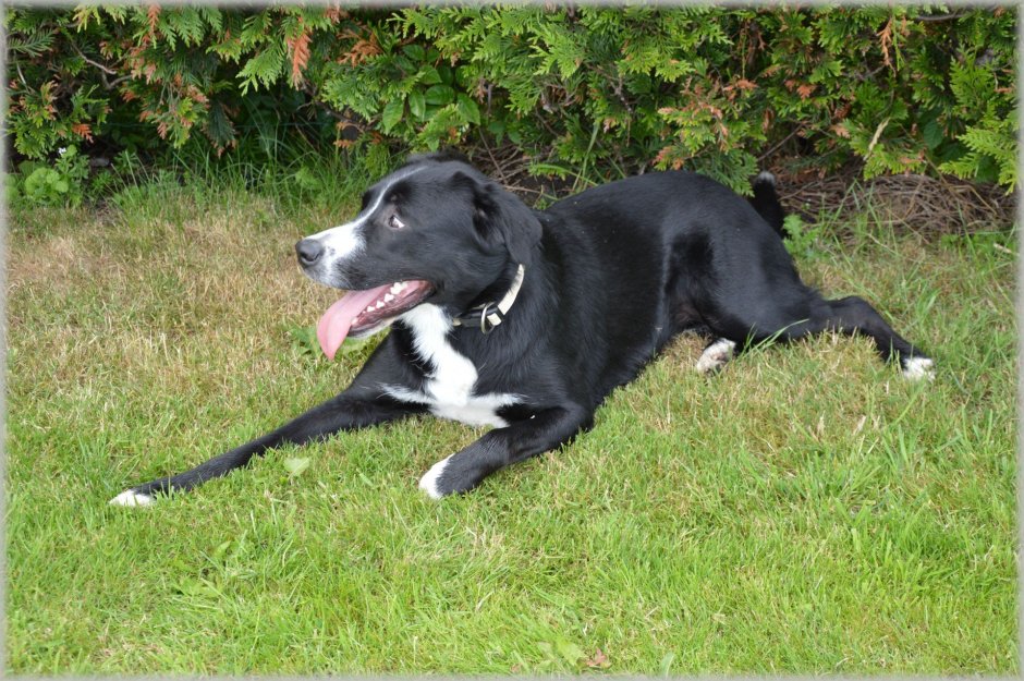 Питбуль и лабрадор метис