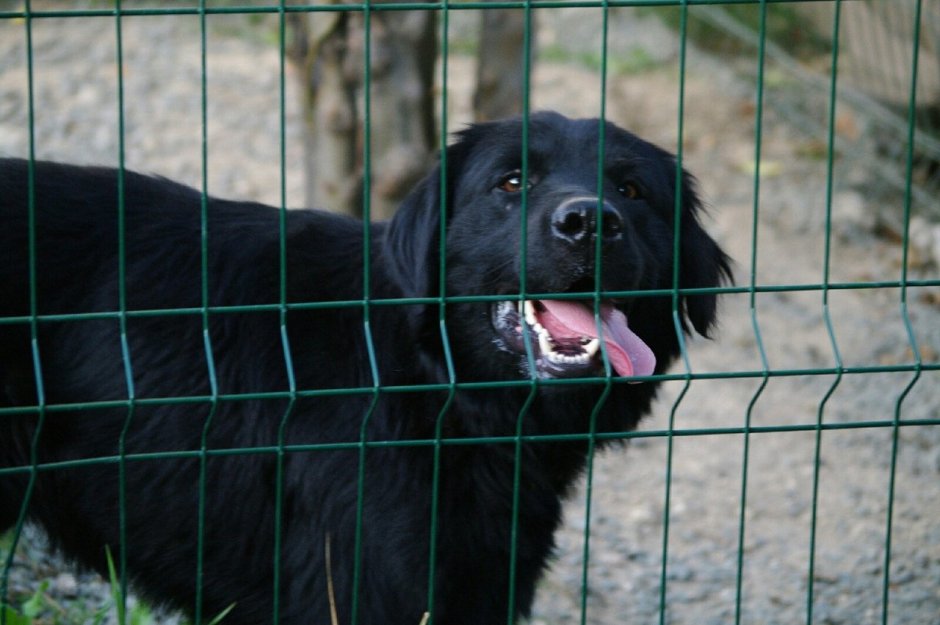 Помесь ньюфаундленда и лабрадора