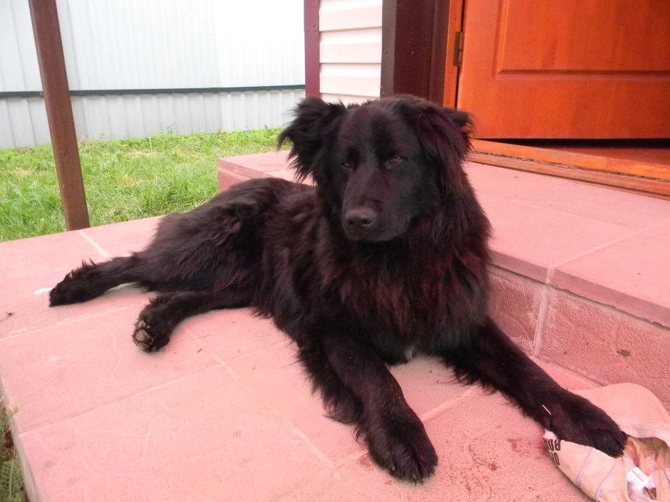 Метис лабрадора и ньюфаундленда