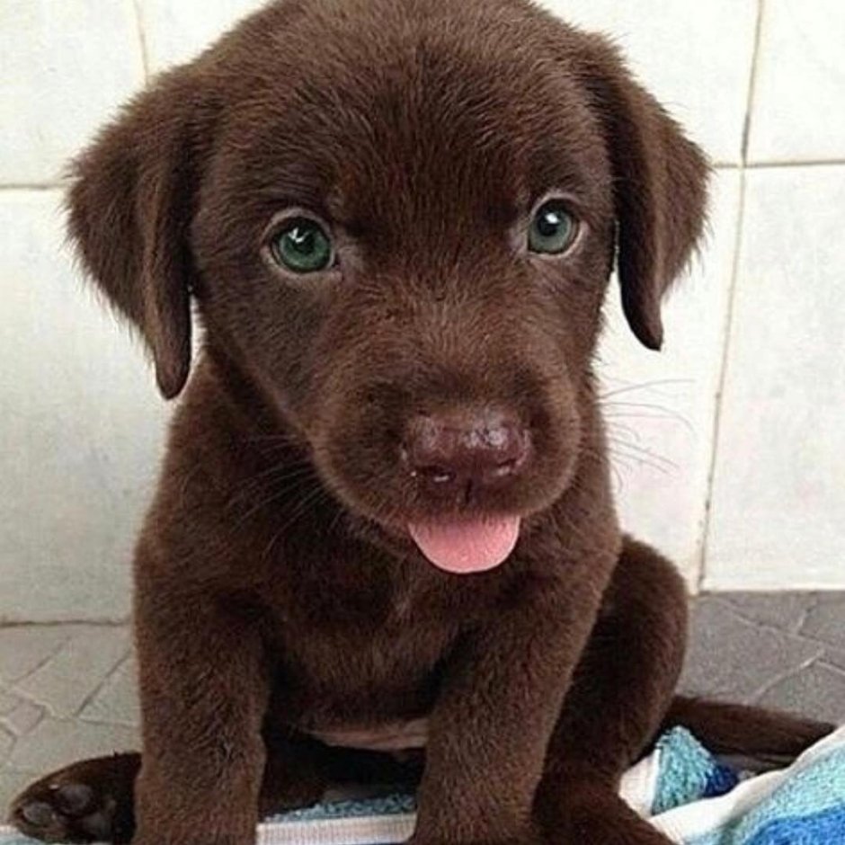 Черный лабрадор годовалый