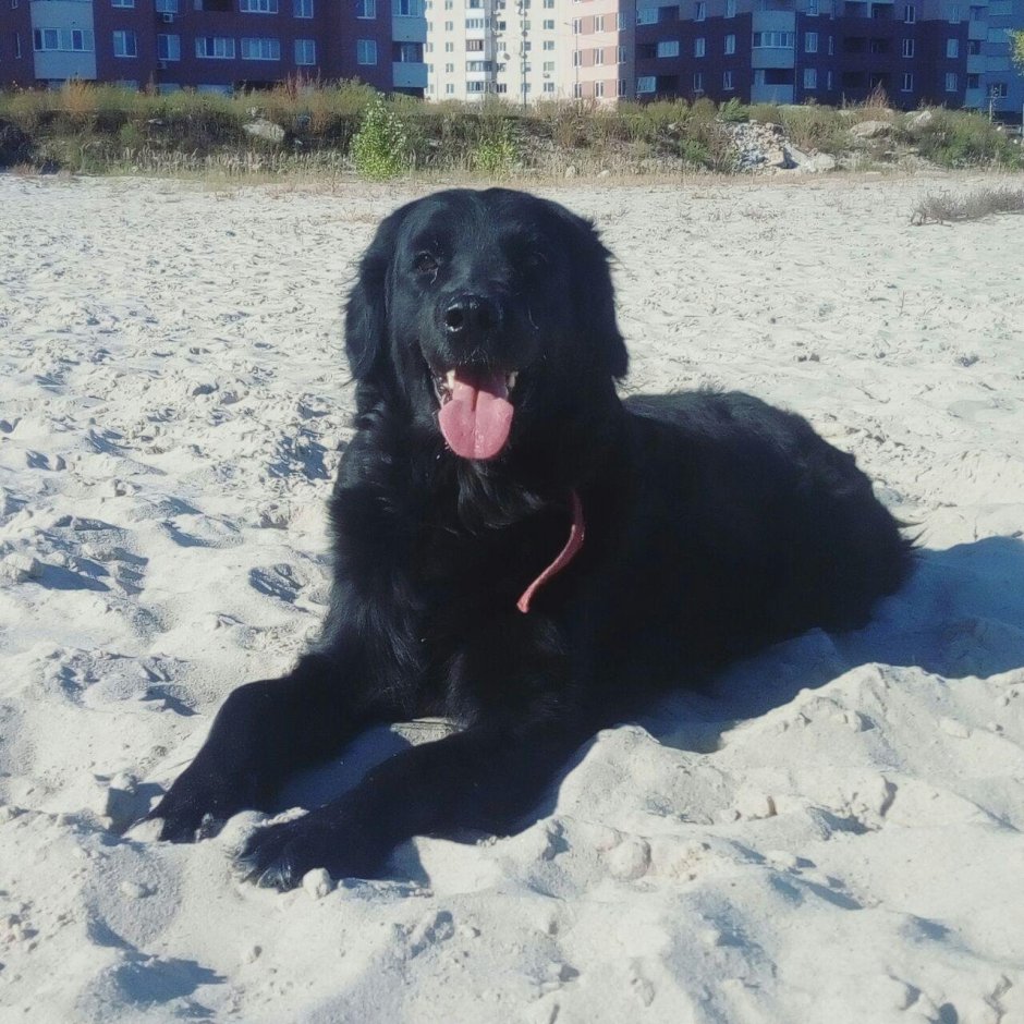 Метис ньюфаундленда