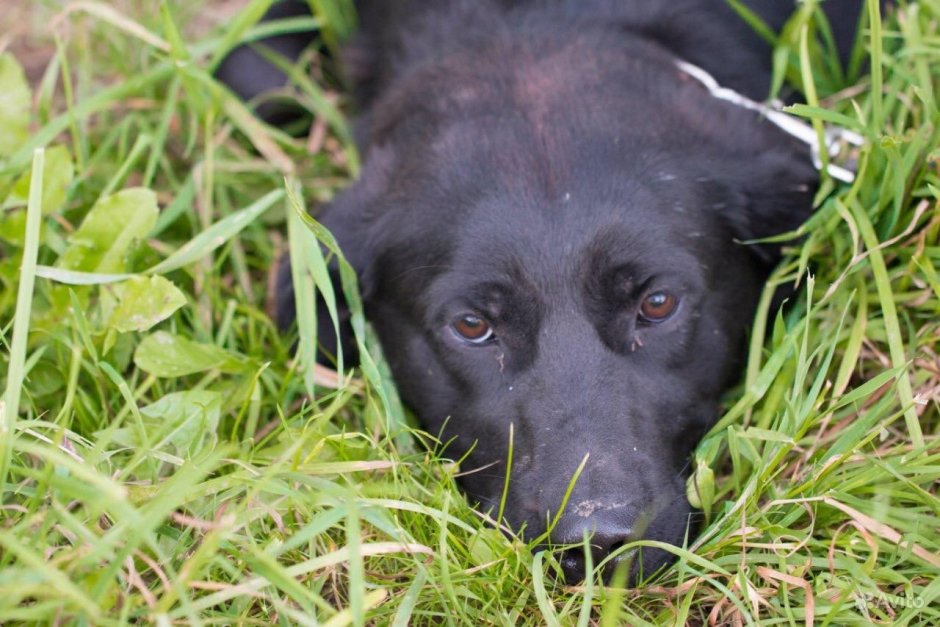 Метис лабрадора и шпица