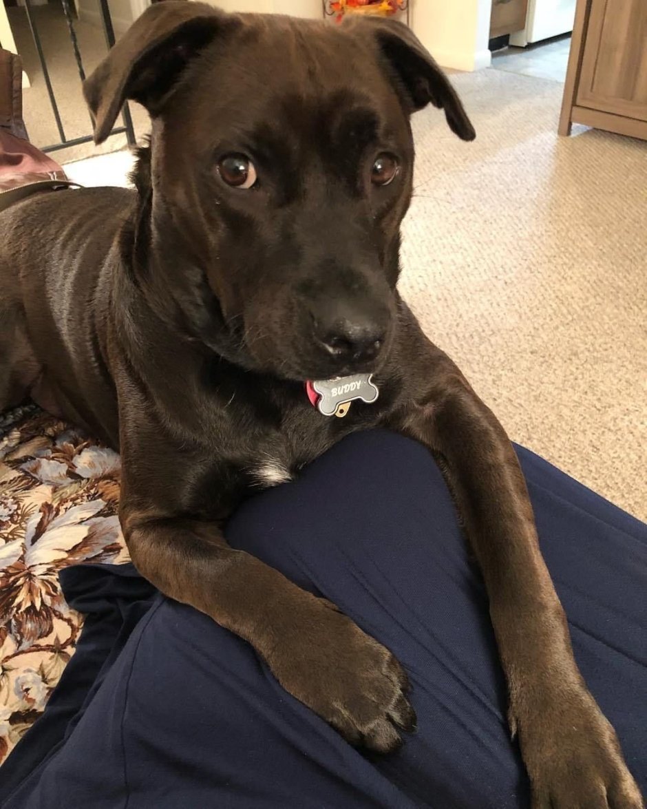 Сеттер черный гладкошерстный