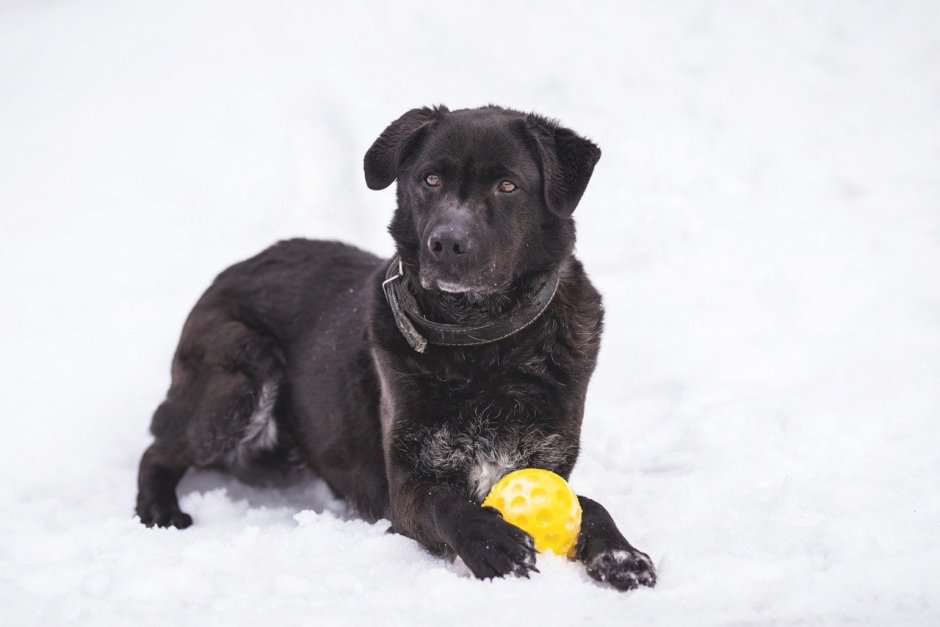 Паттердейл терьер гладкошерстный